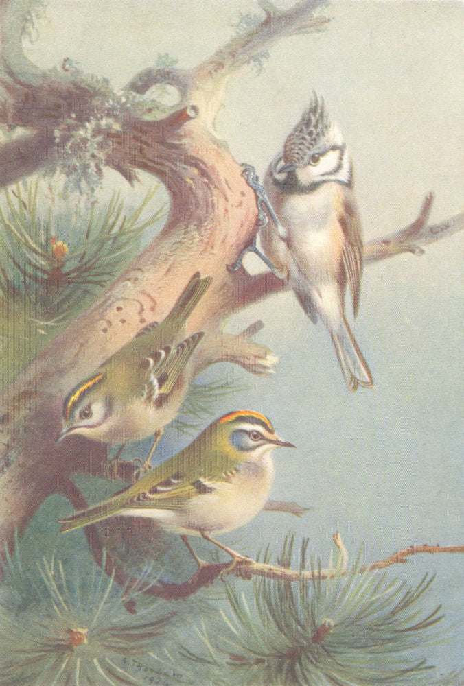 BRITISH BIRDS. Goldcrest; Crested Titmouse; Fire-Crest. THORBURN 1925 print